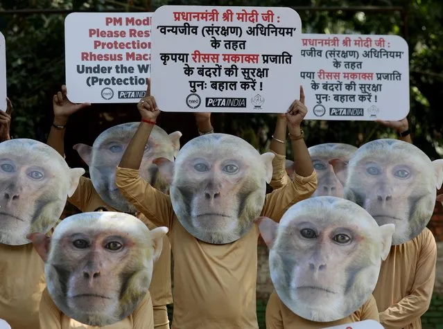 Activists from the Federation of Indian Animal Protection Organisations (FIAPO), People for the Ethical Treatment of Animals (PETA) and the Aashray Foundation wear monkey masks and hold placards as they protest against the cruelty on Rhesus macaques, in New Delhi, India on October 27, 2023. The activists demand Indian Prime Minister Narendra Modi to restore the protection of Rhesus Macaques under the Wild Life (Protection) Act that would prevent Rhesus macaques from being killed or captured for the experimentation, meat or pet industries and other forms of abuse. (Photo by Rajat Gupta/EPA/EFE)