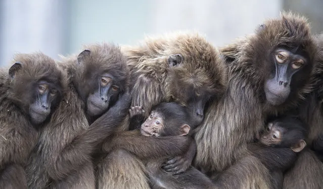 Several female Gelada baboons, also known as bleeding-heart baboons, cuddle with their youngs in order to keep warm at the Wilhelma zoo in Stuttgart, Germany on January 3, 2018. (Photo by Sebastian Gollnow/DPA via AP Photo)