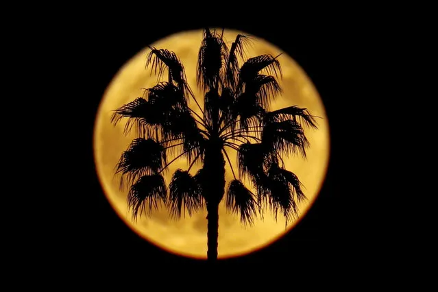 A full moon rises past a palm tree in Encinitas, California, October, 24, 2018. (Photo by Mike Blake/Reuters)