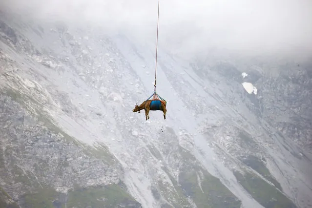 A cow is transported by a helicopter after its summer sojourn in the high Swiss Alpine meadows near the Klausenpass, Switzerland on August 27, 2021. (Photo by Arnd Wiegmann/Reuters)