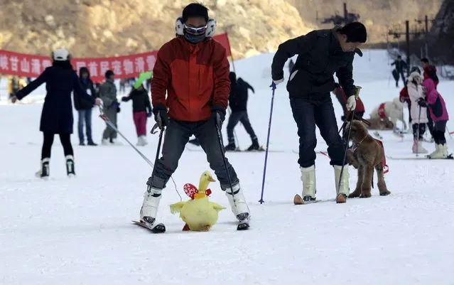 This picture taken on January 12, 2014 shows a yellow duck (C) competing in a skiing competition held for pets and their owners in Sanmenxia, north China's Henan province. (Photo by AFP Photo)