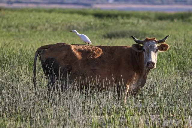 A cattle heron sits on the back of a cattle taken out for grazing amid reed field near Lake Van in Kosk neighbourhood of Edremit district, Van province, Turkey on September 18, 2021. (Photo by Ozkan Bilgin/Anadolu Agency via Getty Images)