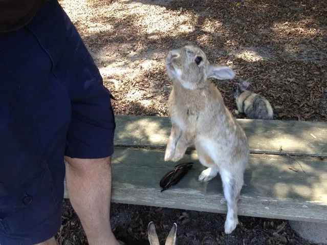 Rabbit Island in Japan