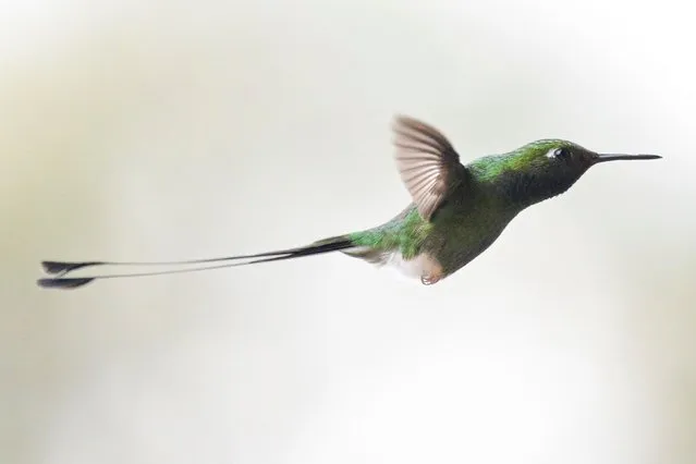 A Ocreatus underwoodii hummingbird is pictured in Dagua, department of Valle del Cauca, Colombia, during the 2024 Colombian Bird Fair on February 15, 2024. The 2024 Colombian Bird Fair takes place until February 18. (Photo by Joaquin Sarmiento/AFP Photo)