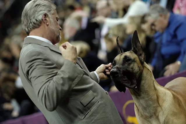 A Great Dane and its handler stand on the sidelines during judging in the Working Group at the 141st Westminster Kennel Club Dog Show at Madison Square Garden in New York City, U.S., February 14, 2017. (Photo by Mike Segar/Reuters)