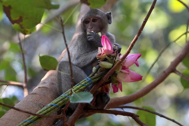 A monkey eats flowers during the annual Makha Bucha Day which celebrates Buddha's teachings at the Oudong mountain in Kandal province, Cambodia, February 11, 2017. (Photo by Samrang Pring/Reuters)