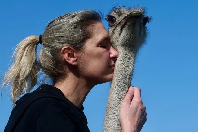 Belgian Wendy Adriaens, the founder of De Passiehoeve, an animal rescue farm where animals support people with autism, depression, anxiety, or drug problems, offers a hug to Blondie, a 6-year-old female ostrich at Passiehoeve farm, in Kalmthout, Belgium on March 8, 2024. (Photo by Yves Herman/Reuters)