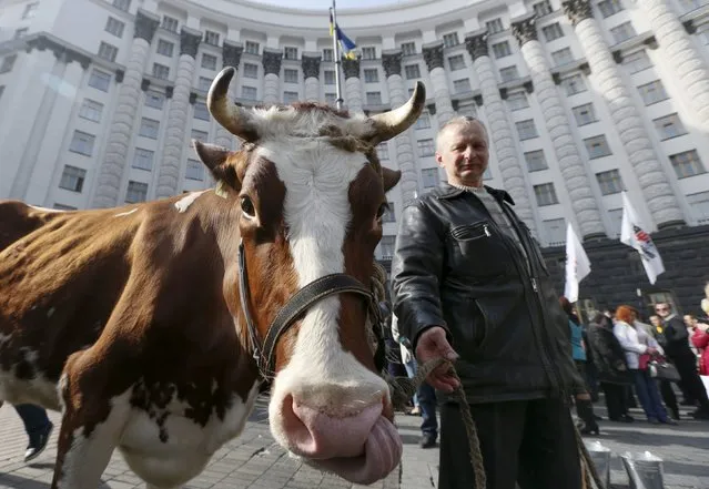 A man holds a cow during a rally by Ukrainian farmers demand the authorities protect their rights, in front of the government building in Kiev, Ukraine, April 8, 2016. (Photo by Valentyn Ogirenko/Reuters)