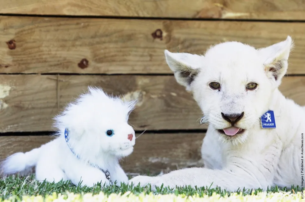 White Lion Cubs Photo Call