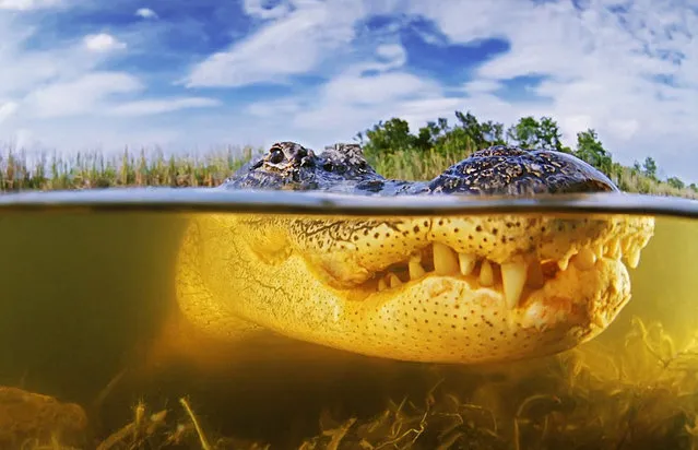 American Alligator By Masa Ushioda