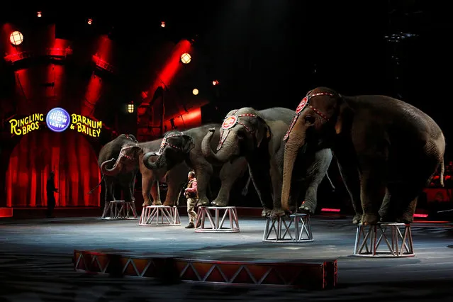 Elephants perform during Ringling Bros and Barnum & Bailey Circus' “Circus Extreme” show at the Mohegan Sun Arena at Casey Plaza in Wilkes-Barre, Pennsylvania, U.S., April 29, 2016. (Photo by Andrew Kelly/Reuters)