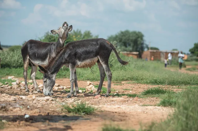 Donkeys graze in Magosane village on February 9, 2017 in the North West Province, South Africa. Under a cloudless sky in South Africa' s northwestern farming region, donkeys still amble along muddy paths, pausing to nibble on grass, oblivious to the threat from a demand for Chinese medicine. Donkey hide contains a gelatine which is claimed to be valued for medicinal purposes by the Chinese. Illegal trade and poaching of Donkeys has been on the rise for the past year. (Photo by Mujahid Safodien/AFP Photo)