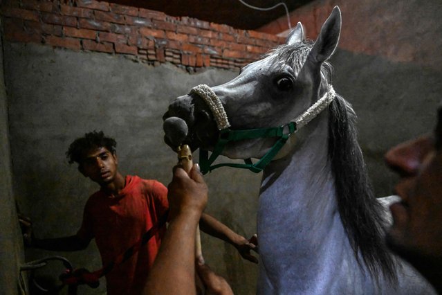 An Egyptian horse owner cares for one of his animals at stables in Giza near the capital on May 26, 2024. (Photo by Khaled Desouki/AFP Photo)