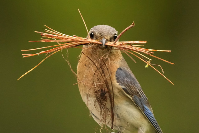 A female eastern bluebird holds a clump of pine needles she is using to pad a nesting box, Tuesday, May 28, 2024, in Freeport, Maine. (Photo by Robert F. Bukaty/AP Photo)