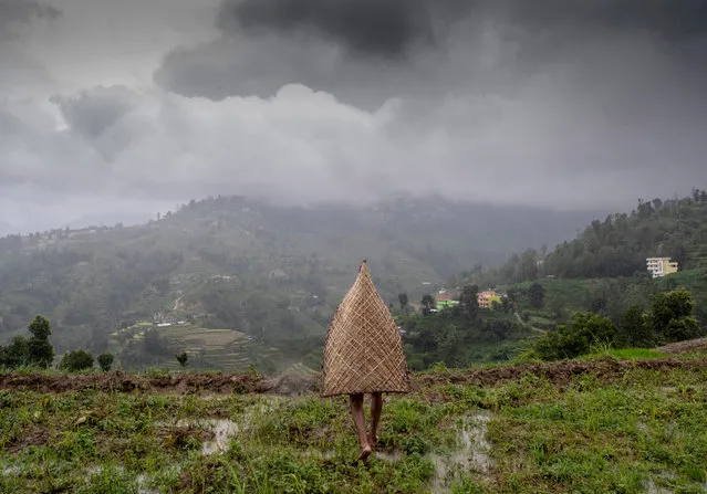 A farmer wearing traditional rain protection “ghoom” walks in a paddy field during a monsoon rainfall in Nuwakot village, Nepal, 10 July 2019. Paddy plantation in Nepal has been severely affected across the country this year owing to lack of adequate rainfall. According to the Ministry of Agriculture and Livestock Development, paddy plantation was completed across over 23 per cent of arable land in the country till 8 July. Nepal’s 60 percent agriculture industry relies on monsoon rain while 40 percent is carried out through irrigation. Agriculture gives major contribution in the country's GDP. (Photo by Narendra Shrestha/EPA/EFE)
