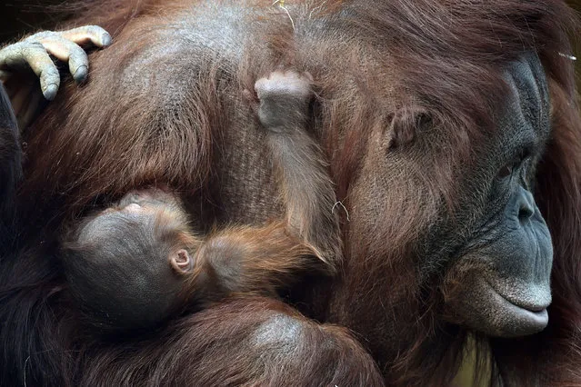 A critically-endangered Bornean orangutan Maliku with its week old baby at Twycross Zoo in Leicestershire, UK on April 5, 2017. The as-yet unnamed primate is the first great ape baby to be born at the zoo this year as part of a European-wide breeding programme. (Photo by Joe Giddens/PA Wire)