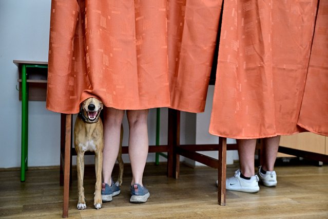 A dog stands inside a voting booth as people vote during European Parliament and municipal elections, in Budapest, Hungary, on June 9, 2024. (Photo by Marton Monus/Reuters)