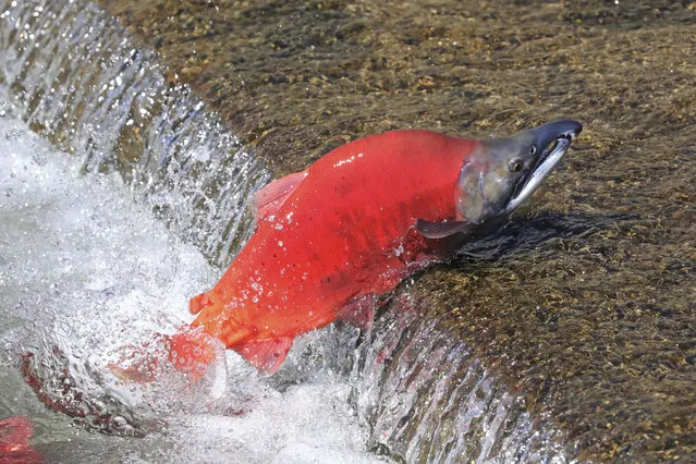 A Kokanee Salmon swims up stream during the spawning period Wednesday, September 18, 2019, along the Strawberry River, about 20 miles southeast of Heber City, Utah. The salmon run goes from the end of August till October. (Photo by Rick Bowmer/AP Photo)