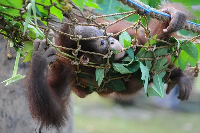 Rizki, 10 months orphaned Bornean orang utan learns to bite at Surabaya Zoo as he prepares to be released into the wild on May 19, 2014 in Surabaya, Indonesia. Damai (3) and Rizki (10 months), two orangutan brothers who were abandoned by their mother Dora (13) shortly after birth. (Photo by Robertus Pudyanto/Getty Images)