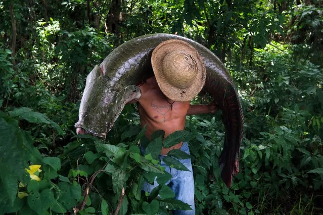 A fisherman carries a large Pirarucu (Arapaima gigas) at the Piagacu-Purus Sustainable Development Reserve in Amazonas state, Brazil, on October 24, 2019. The pirarucu -a giant fish of the Amazon, that had been on the verge of extinction- can measure up to three meters and weigh more than 200 kilos. The soft and tasty white meat fish is nowadays served in renowned restaurants in Rio de Janeiro. (Photo by Ricardo Oliveira/AFP Photo)