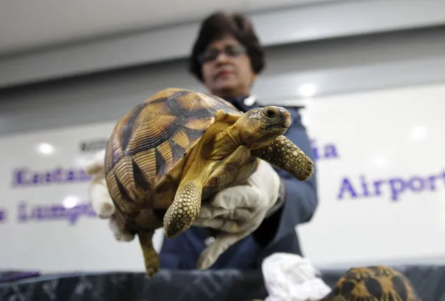 A Malaysian Customs official hold seized Ploughshare tortoise after a press conference at Customs office in Sepang, Malaysia, Malaysia on Monday, May 15, 2017. (Photo by Daniel Chan/AP Photo)