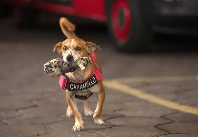 Rescue dog Caramello carries a toy in his mouth at the Catete Fire Brigade in Rio de Janeiro, Brazil, Tuesday, April 12, 2022. Caramello – a name inspired by the color of his fur – has been residing at the fire brigade that found him injured across the iconic Sugarloaf mountain ever since he was rescued nearly a year ago. During that time, the 11-year-old dog has amassed some 27,000 instagram followers. (Photo by Silvia Izquierdo/AP Photo)