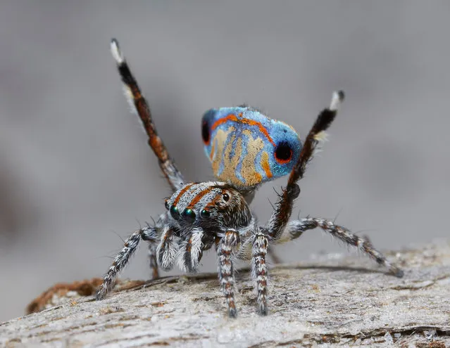 Several new species of peacock spider – just a few millimetres long and featuring extraordinary colours – have been discovered in Western Australia and South Australia. Jürgen Otto, a biologist from Sydney, has been researching the arachnids since 2005, and has gained a significant following online with his footage. He believes there are now 48 confirmed species of peacock spider within the Maratus genus, found across Australia but particularly in Western Australia – and many more awaiting confirmation. Here: Maratus Tasmanicus, one of seven new species of peacock spiders studied by the Sydney biologist Jürgen Otto. (Photo by Jürgen Otto)