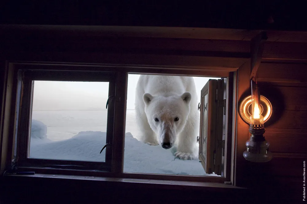 Polar Tales by Paul Nicklen. Part II
