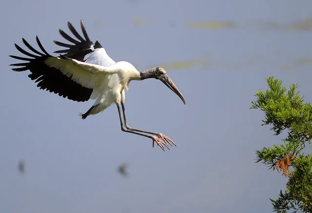 An adult wood stork lands on a branch during a tour by U.S. Interior Secretary Sally Jewell in Townsend, Ga., Thursday, June 26, 2014. Jewell announced Thursday that the federal government is upgrading the wood stork to a “threatened” species, a step up from endangered that indicates the birds are no longer considered at risk of extinction. (Photo by Stephen B. Morton/AP Photo)