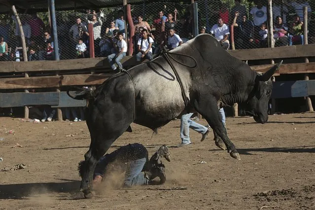 A man gets tossed by a bull during festivities honouring the capital's patron saint Santo Domingo de Guzman in Managua, Nicaragua August 2, 2015. (Photo by Oswaldo Rivas/Reuters)