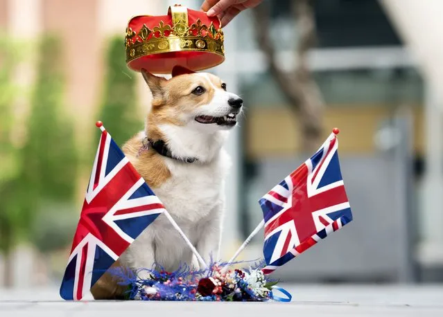 Lilly the Corgi dog enjoys the Royal Pooch Party, celebrating the Queen's Platinum Jubilee, at the Moxy Manchester City hotel in Manchester, England, Sunday, June 5 2022. (Photo by Danny Lawson/PA Wire via AP Photo)