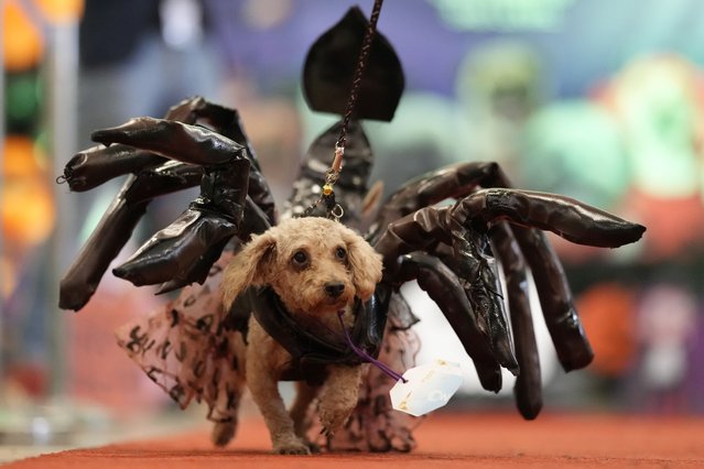 Elsa, a 7-year-old poodle, walks wearing a scorpion costume during a Halloween pet party at a mall in Valenzuela city, Philippines on Saturday, October 19, 2024. (Photo by Aaron Favila/AP Photo)