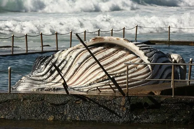 The carcass of a male sub-adult humpback whale washed up at New Port Beach overnight at Newport Beach overnight on August 1, 2012 in Sydney, Australia.  (Photo by Brendon Thorne)