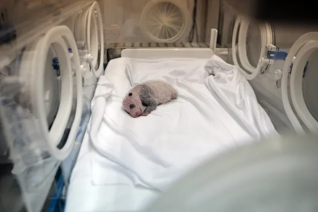 A newborn giant panda cub, one of the triplets which were born to giant panda Juxiao (not pictured), is seen inside an incubator at the Chimelong Safari Park in Guangzhou, Guangdong province August 12, 2014. According to local media, this is the fourth set of giant panda triplets born with the help of artificial insemination procedures in China, and the birth is seen as a miracle due to the low reproduction rate of giant pandas. (Photo by Alex Lee/Reuters)