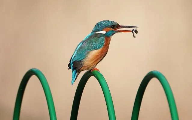 A kingfisher in Northumberland Park in Tyne and Wear, England holds a fish in its mouth on the first day of Astronomical Spring which begins on the day of the Spring Equinox March 20, 2020. (Photo by Owen Humphreys/PA Images via Getty Images)