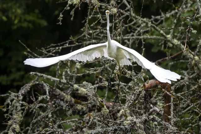 A white heron takes off from a tree near the town of Ignalina, some 106km (66 miles) north of the capital Vilnius, Lithuania, Sunday, July 24, 2022. (Photo by Mindaugas Kulbis/AP Photo)