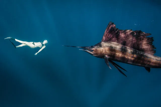 Model, skydiver and wing-suit jumper Roberta Mancino, 33, swims with a sail fish on February 2014 in Isla Mujeres, Mexico. A female skydiver swims with whale sharks, manta rays and sailfish – the fastest fish in the sea. Model, skydiver and wing-suit jumper Roberta Mancino, 33, jumped from a boat into the ocean surrounding Isla Mujeres near the northern Peninsula of Mexico. The incredible project involved two trips to the stormy winter seas – one in February 2013 and one a year later in February 2014. (Photo by Shawn Heinrichs/Barcroft Media)