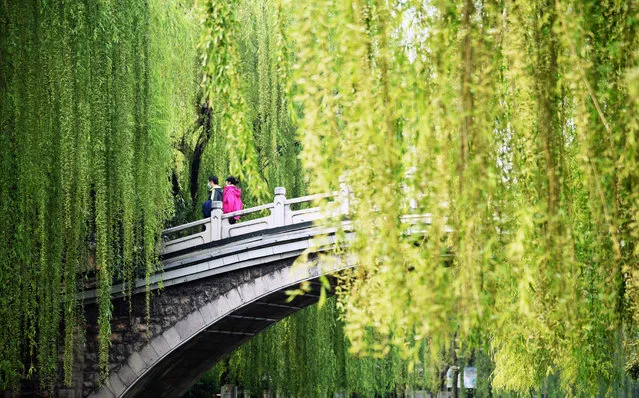 Photo taken on April 8, 2020 shows the spring scenery along the moat in Jinan, east China's Shandong Province. (Photo by Xinhua News Agency/Rex Features/Shutterstock)