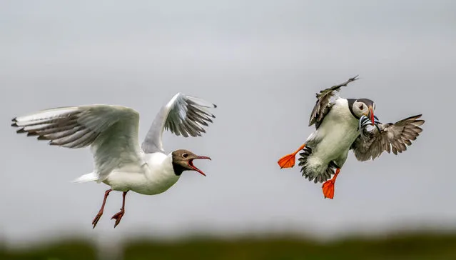This British puffin was forced to evade the cheeky gull who attempted to steal its fish supper in  in the Farne Islands, UK in September 2022. (Photo by Bryan Walker/Media Drum Images)