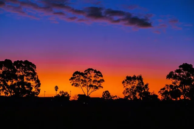 Eucalyptus trees are silhouetted against an orange sky during sunset in Adelaide, Australia on July 20, 2022. (Photo by Amer Ghazzal/Rex Features/Shutterstock)