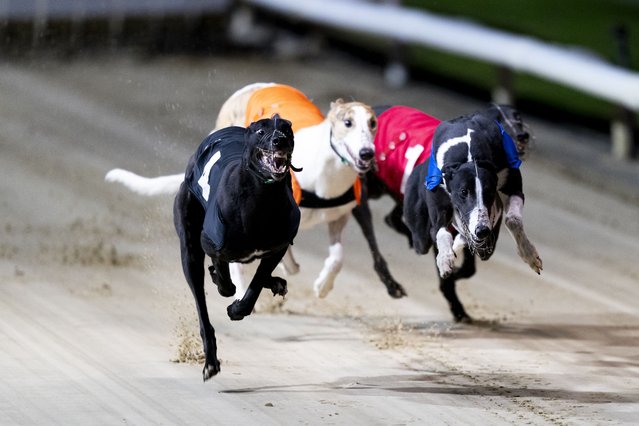 Greyhounds racing during the final night of racing at Crayford Greyhound Stadium, south-east London on Sunday, January 19, 2025. Opened in 1937, the track was a mainstay of the greyhound racing circuit, surviving the sport's decline to become one of the last remaining venues of its kind in the UK. (Photo by Jordan Pettitt/PA Images via Getty Images)