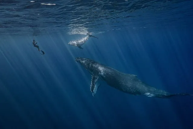 Human Connection Award: People and Planet Ocean – Highly commended – Josh Munoz. A humpback whale, her calf and a human, French Polynesia. (Photo by Josh Munoz/Ocean Photographer of the Year 2022)