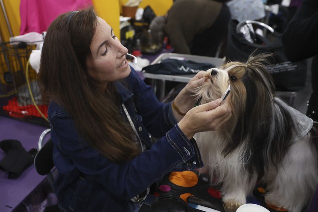 Dogs are groomed in the benching area during the 149th Westminster Kennel Club Dog show, Monday, February 10, 2025, in New York. (Photo by Heather Khalifa/AP Photo)