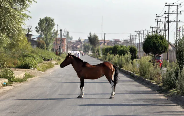 A horse stands in the road in Srinagar as the city remains under curfew following weeks of violence in Kashmir, August 21, 2016. (Photo by Cathal McNaughton/Reuters)