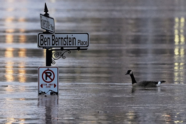 A Canada goose swims in the rising Ohio River at the intersection of River Riverside Place and Ben Bernstein Place, Sunday, April 6, 2025, in Covington, Ky., across the river from Cincinnati. (Photo by Carolyn Kaster/AP Photo)