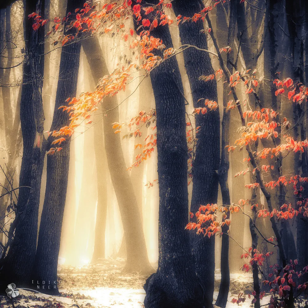 Landscapes by Ildiko Neer