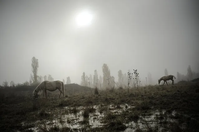 A foal, right, walks on the land next to a mare as fog covers the landscape on an autumn sunrise in Ezquiroz, near to Pamplona northern Spain, Tuesday, November 18, 2014. The autumn season paints the landscape with his brilliant colors and make a special atmosphere with the fog. (Photo by Alvaro Barrientos/AP Photo)