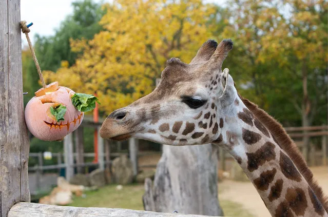 Giraffes get their teeth into some tasty treats this halloween with a breakfast of pumpkins at ZSL London Zoo, on October 24, 2014. London Zoo is celebrating “Boo at the Zoo” during the October half-term. (Photo by Johnathan Adam Davies/National News/ZUMAPress)