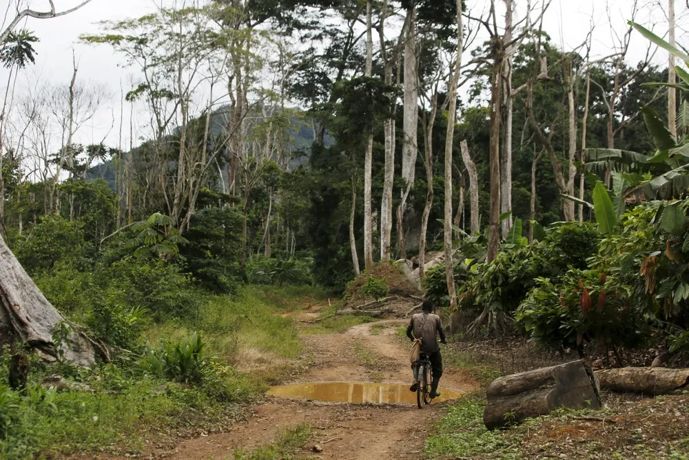 Ivory Coast Seeks to Save Forests From Illegal Cocoa Boom