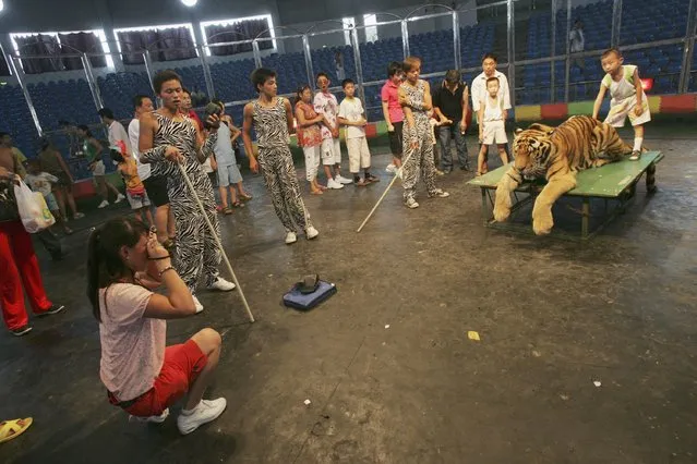 Tourists line up to pose for pictures with a tiger at the Xian Qinling Wildlife Park in Xian of Shaanxi Province, China. (Photo by China Photos)